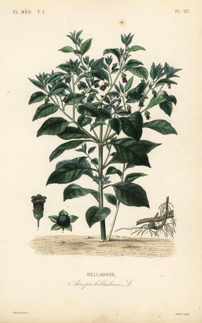 Halálos nadálytő, Atropa belladonna, Belladone alkotó: Unbekannt