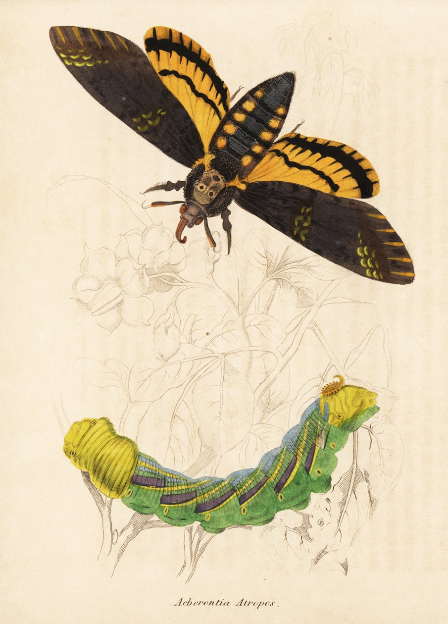 Halálfejű sólyommoly, Acherontia atropos. Kézzel színezett acélmetszet Georg Friedrich Treitschke természetrajzi galériájából, Naturhistorischer Bildersaal des Thierreiches, Liepzig-1842. alkotó: Unbekannter Künstler