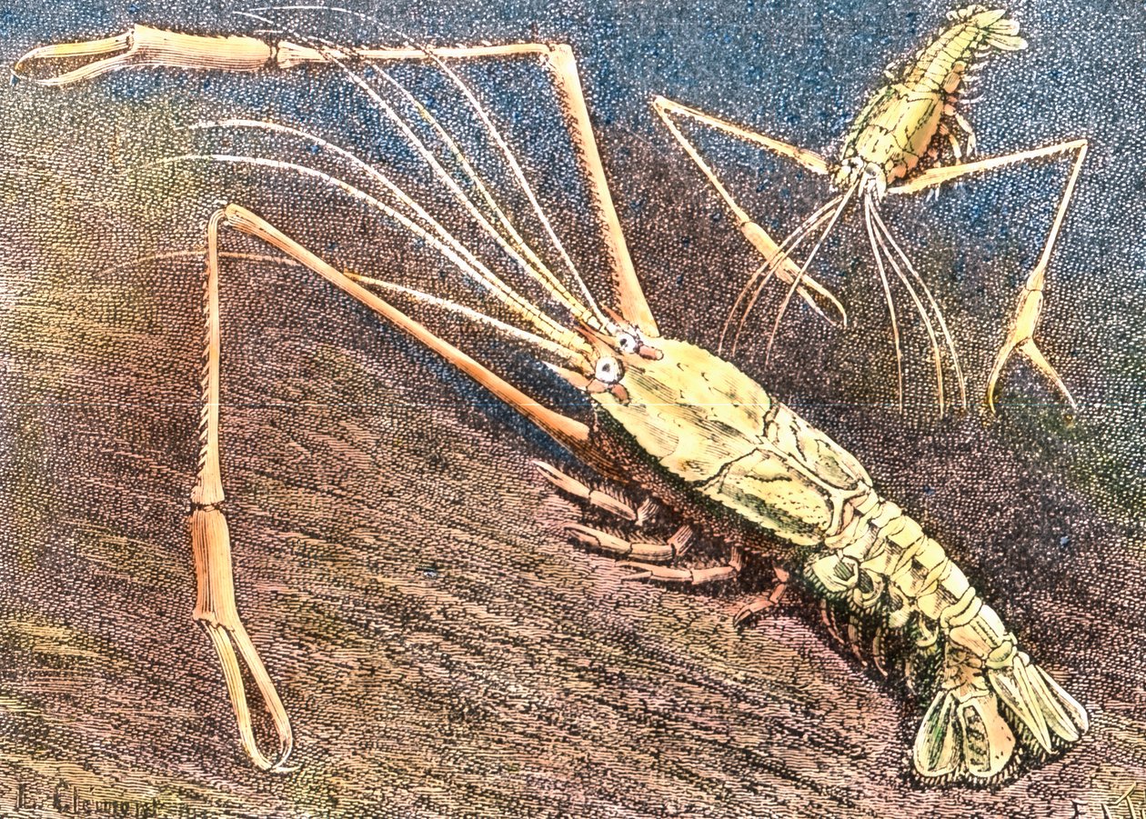Mélyvízi garnélarák alkotó: Unbekannter Künstler