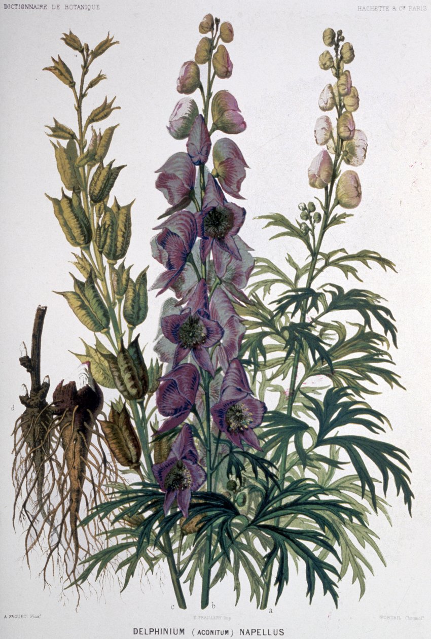Delphinium Napellus, 1850-1900 körül (litográfia) alkotó: Unbekannter Künstler