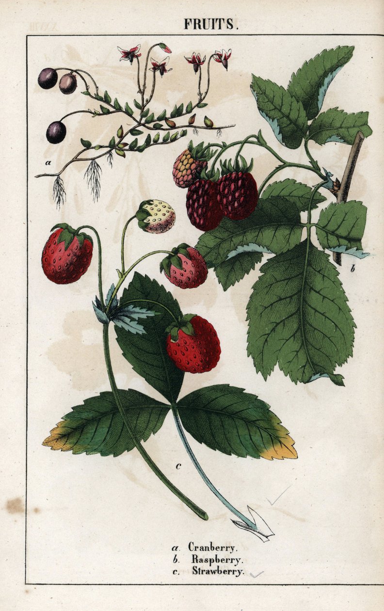 Bogyós gyümölcsök leírása: áfonya, málna és eper gyümölcsök. Kromolitográfia Charlotte Mary Yonge (1823-1901) "Recueil d