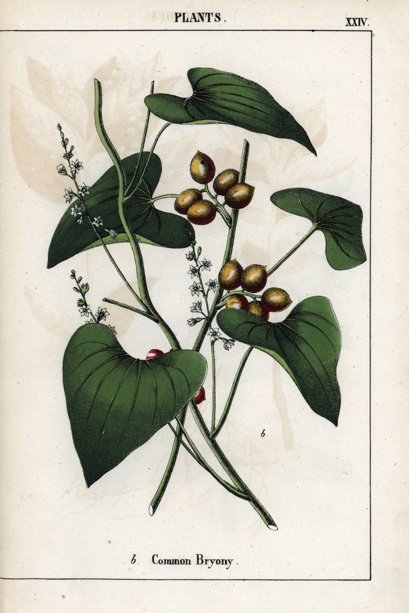A közönséges bryonia (Bryonia alba) leírása, aranyszínű bogyóival. Kromolitográfia Charlotte Mary Yonge (1823-1901) "Recueil d