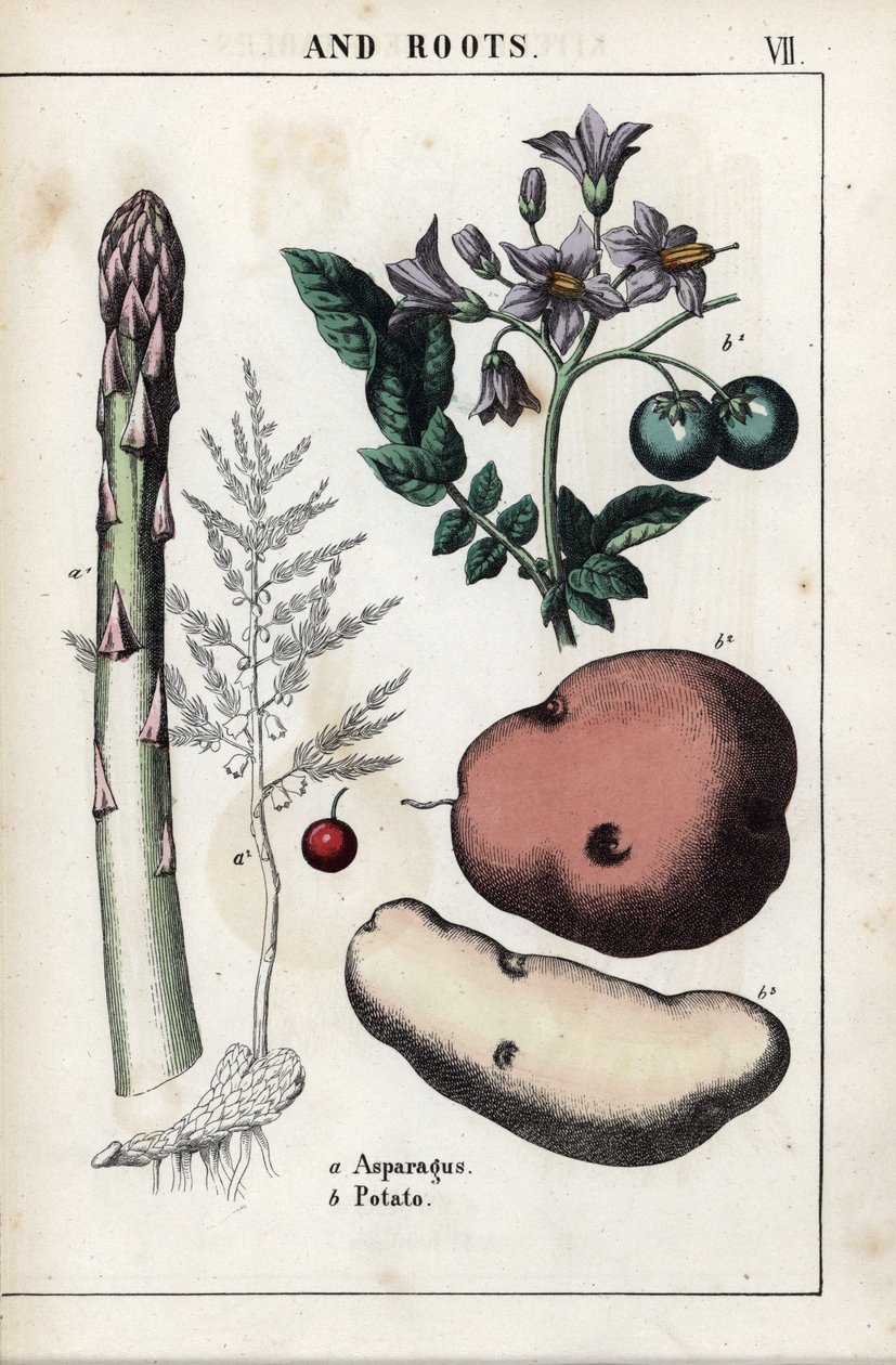Leíró tábla: zöld spárga és burgonya. Kromolitográfia Charlotte Mary Yonge (1823-1901) "Recueil d