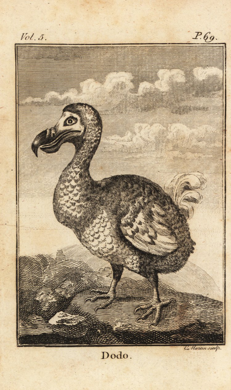 Dodo, Raphus cucullatus, kihalt madár alkotó: Unbekannt