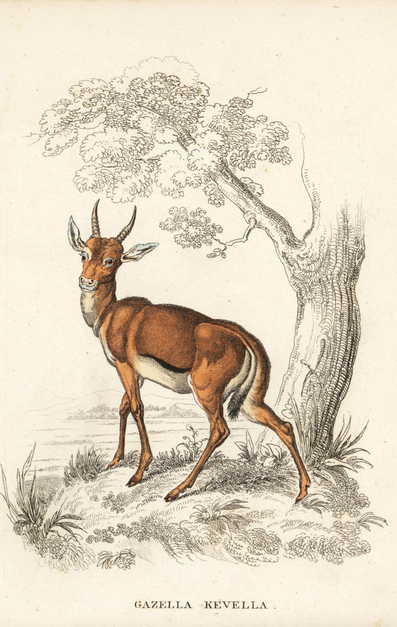 Dorcas gazella, Gazella dorcas (közönséges gazella, Gazella kevella). Veszélyeztetett. James Stewart illusztrációja után. Kézzel színezett litográfia Georg Friedrich Treitschke természetrajzi galériájából, Naturhistorischer Bildersaal des Thierreiches, Lie alkotó: Unbekannter Künstler