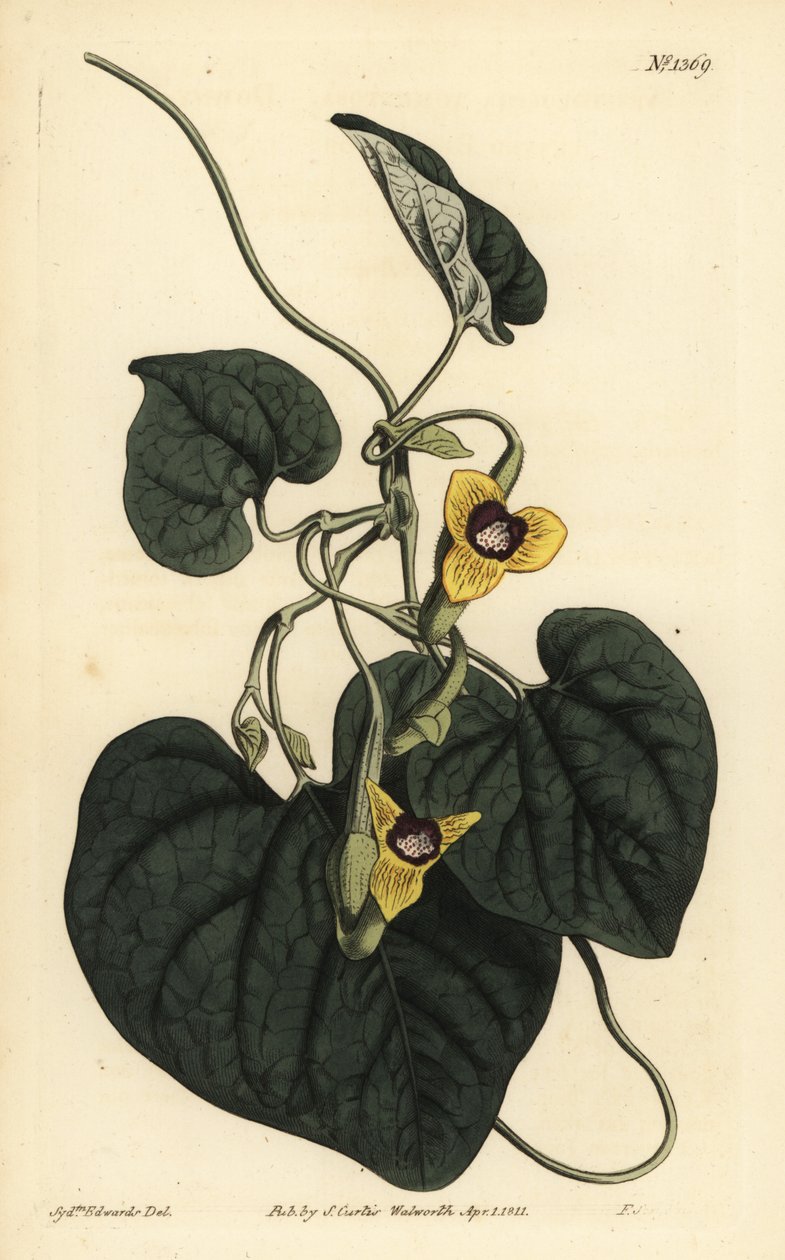 Molyhos levelű anyafű, Aristolochia tomentosa alkotó: Unbekannt