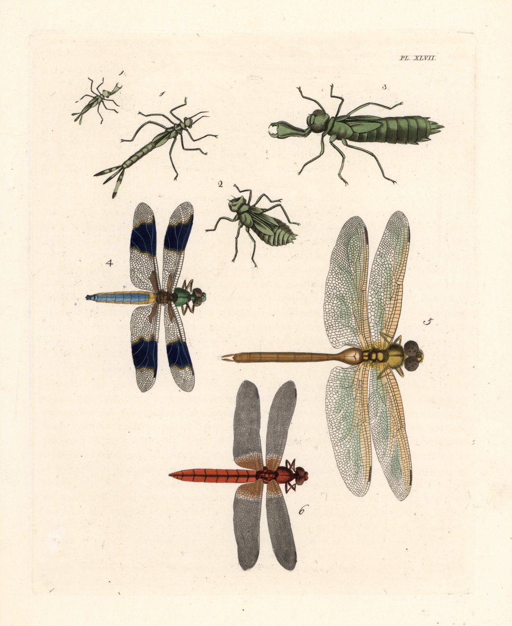 Szitakötő lárvaformák 1,2,3, közönséges fehérfarkú szitakötő, Libellula lydia 4, zöld szitakötő, Anax junius 5, és skarlátvörös szitakötő vagy bíbor szitakötő, Crocothemis servilia 6. Kézzel színezett litográfia John O. Westwood "Illustrat" című, Dru Drury alkotó: Unbekannter Künstler