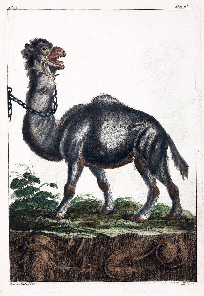 Egypúpú alkotó: Unbekannt