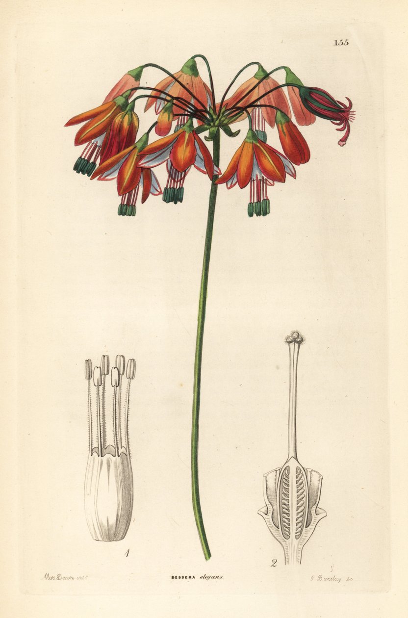 Korallcsepp vagy korall Mexikóból - Korallcsepp vagy elegáns bessera, Bessera elegans. Kézi rézmetszet G. Barclay által Miss Sarah Drake után, John Lindley és Robert Sweet Ornamental Flower Garden and Shrubbery című művéből, G. Willis, London. alkotó: Unbekannter Künstler
