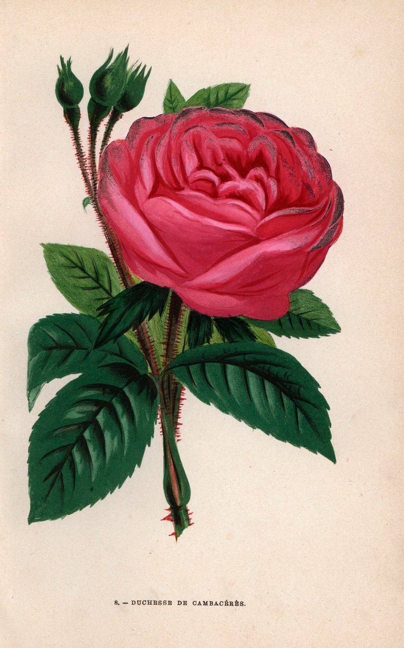 Duchesse de Cambaceres rózsa, hibrid fajta, amelyet a Chatillon-i Fontaine úr 1854-ben nevelt. F. Grobon által Hippolyte Jamain és Eugene Forney "Les Roses" című műve alapján készített kromolitográfia, természet után rajzolta és litografálta, Párizs, J. Ro alkotó: Unbekannter Künstler