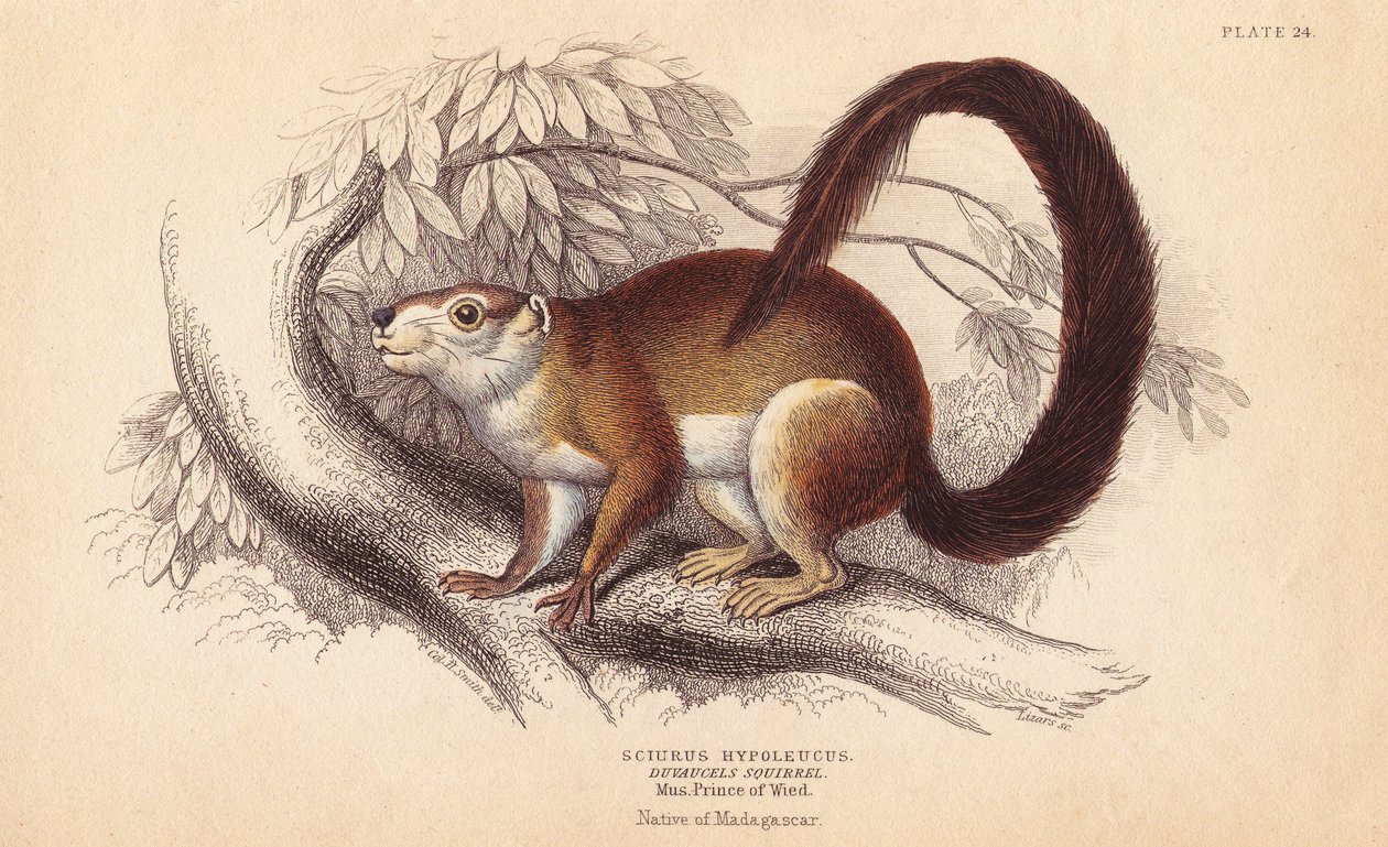 Duvaucels mókus, Sciurus hypoleucus. Indiai óriásmókus A Wied-Neuwied-i Maximilian herceg múzeumban található példányról. Lizars kézzel színezett acélmetszete Charles Hamilton Smith illusztrációja után William Jardine Naturalist