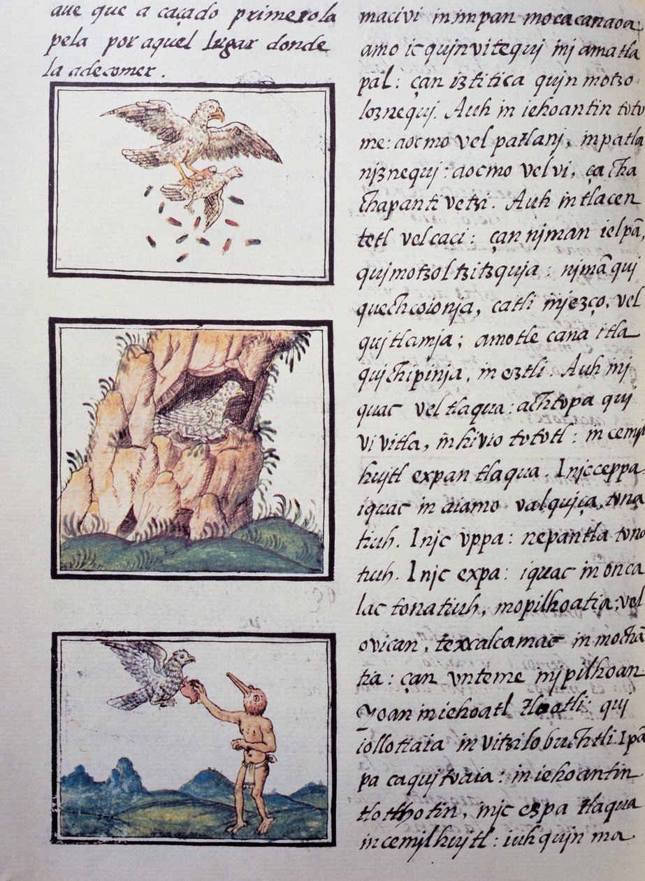 Eagles, oldal a firenzei kódexből, kétnyelvű változat spanyol és nahuatl nyelven, Fray Bernardino de Sahagun spanyol misszionárius (1499-1590) általános története az új Spanyolország dolgairól. Azték civilizáció alkotó: William M. Timlin