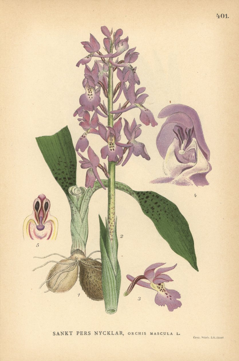 Korai lila orchidea, Orchis mascula alkotó: Unbekannter Künstler
