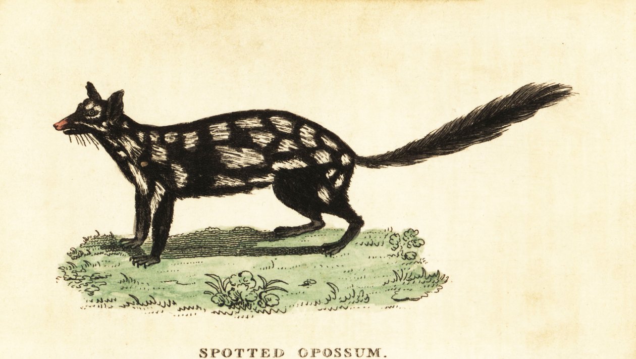 Keleti quoll, Dasyurus mosómedve. ,1800 (metszet) alkotó: Unbekannter Künstler