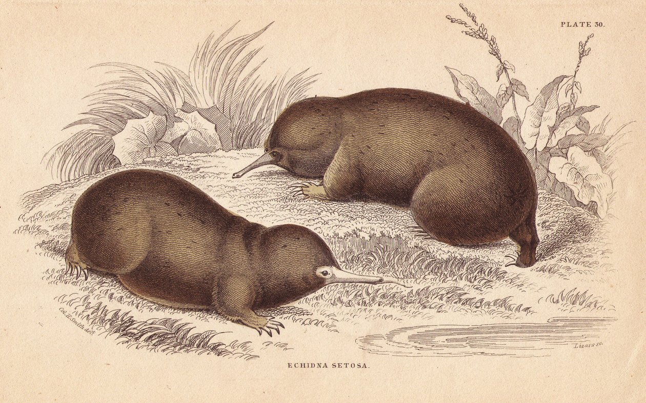 Echidna vagy tüskés hangyászsün, Tachyglossus aculeatus (Echidna setosa). Lizars kézzel színezett acélmetszete Charles Hamilton Smith illusztrációja után, William Jardine
