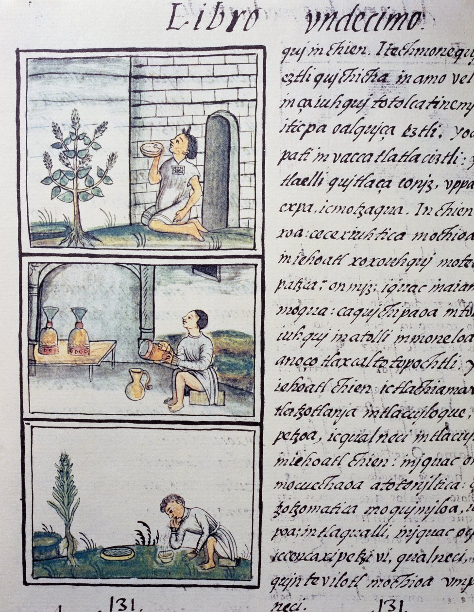 Ehető növények, oldal a Firenzei kódex XI. könyvéből, kétnyelvű változat spanyolul és nahuatl nyelven, Az új Spanyolország dolgainak általános története, Fray Bernardino de Sahagun (1499-1590) spanyol misszionárius. Azték civilizáció alkotó: William M. Timlin
