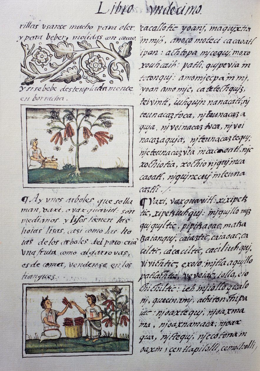 Ehető növények, vörös bab, oldal a Firenzei kódex XI. könyvéből, kétnyelvű változat spanyolul és nahuatl nyelven, Új Spanyolország dolgainak általános története, Fray Bernardino de Sahagun (1499-1590) spanyol misszionárius. Azték civilizáció alkotó: William M. Timlin