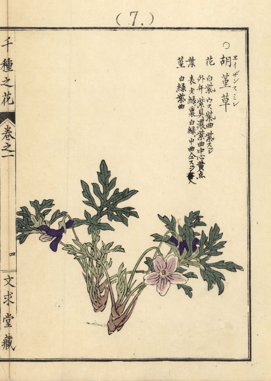 Eizan sumire arany eizan ibolya, Viola eizanensis. Kono Bairei kézi színezésű fametszete a Senshu no Hana (Virágok ezer fajtája), Bunkyudo, Kiotóból. alkotó: Unbekannter Künstler
