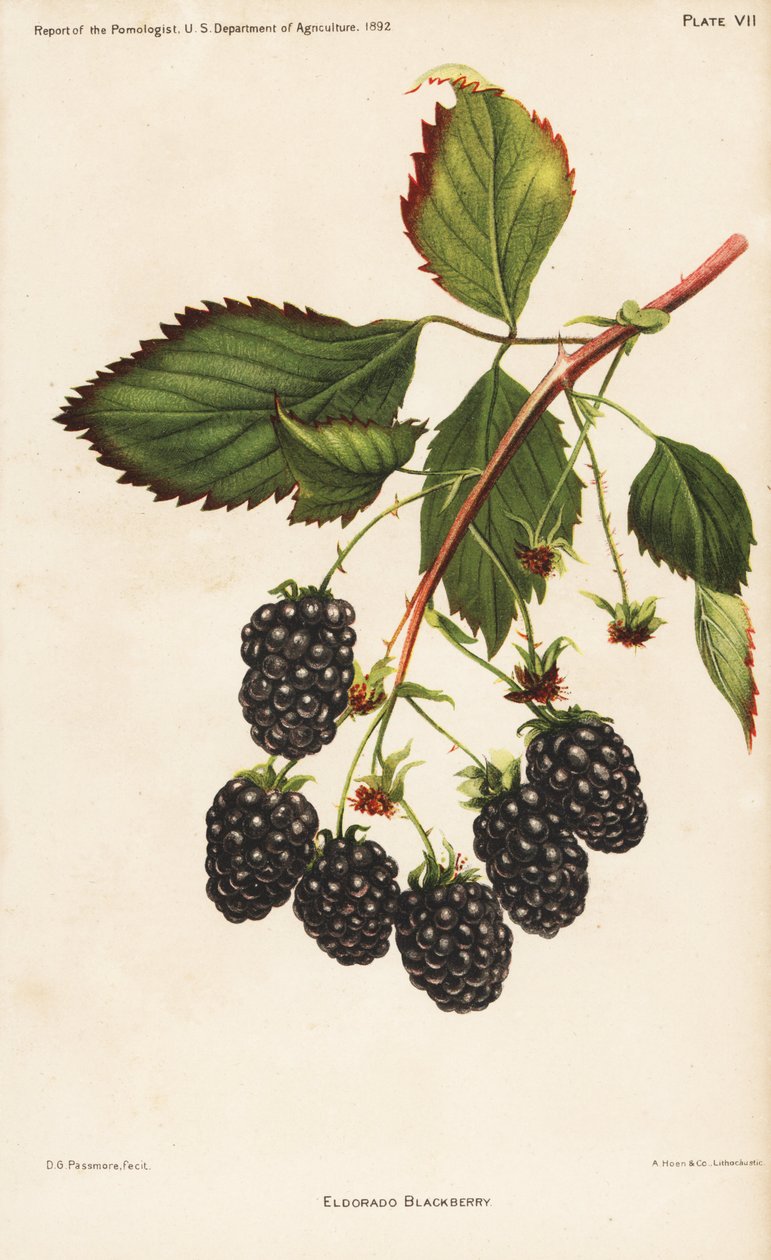 Eldorádó szeder, Rubus fruticosus. Hoen kromolitográfiája D.G. Passmore botanikai illusztrációja után, az USA Mezőgazdasági Minisztériumának pomológusának jelentéséből. alkotó: Unbekannter Künstler