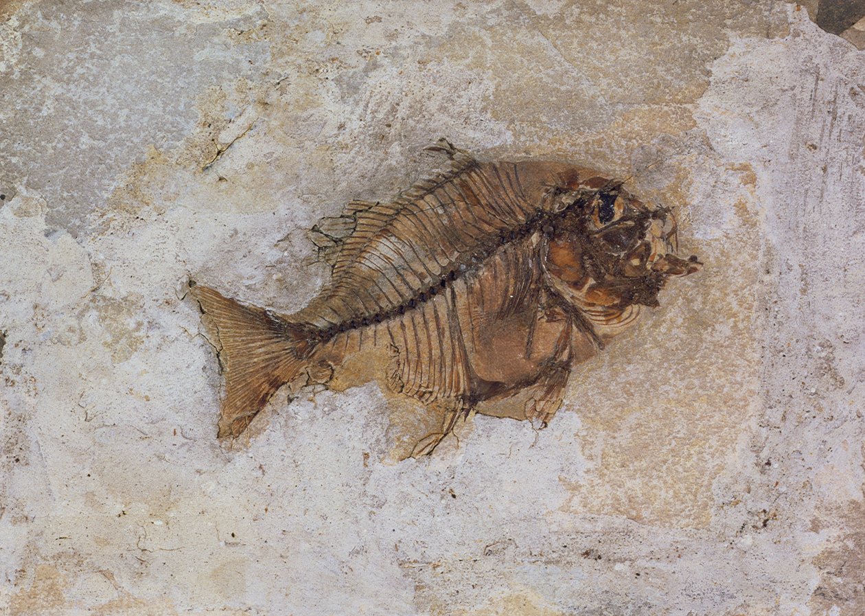 Ephippus oblongus (halkövület) Monte Bolcában, Verona közelében, Olaszországban, eocén időszak (fosszília) alkotó: Unbekannt