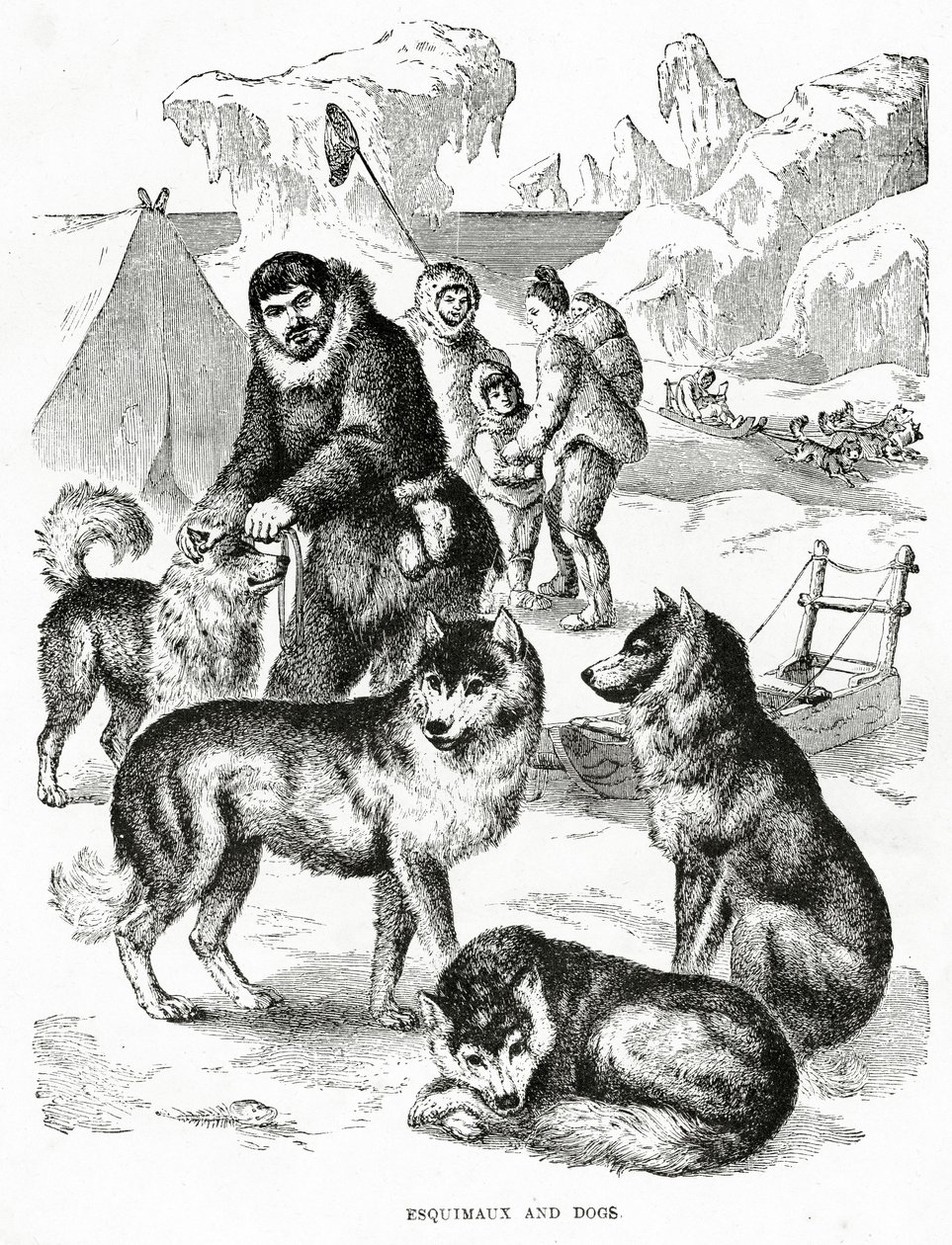 Esquimaux és a kutyák. 1902 (litó) alkotó: Unbekannt