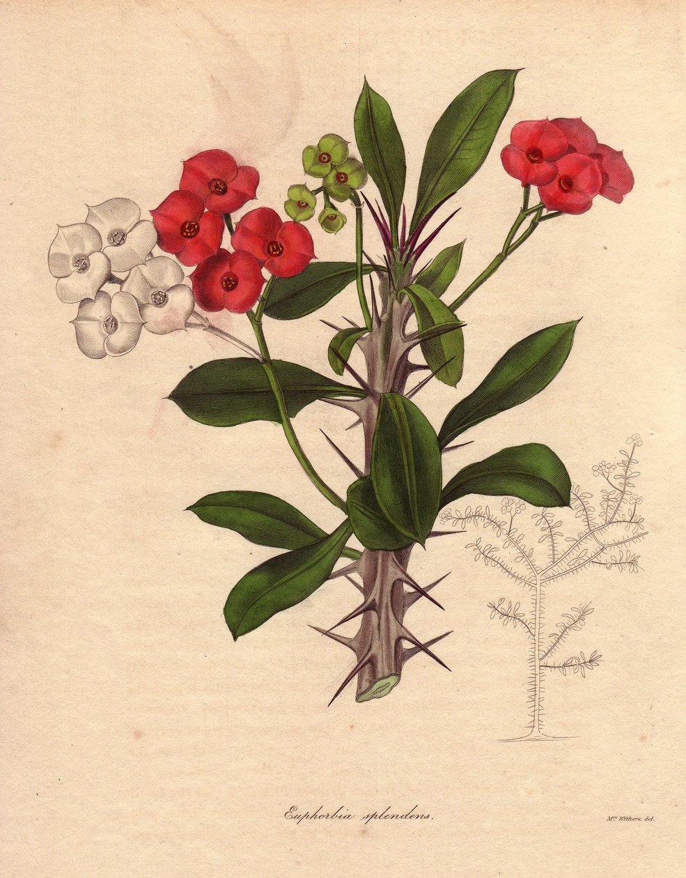 Euphorbia milii. Más néven Krisztus epineája, tüskekorona vagy Krisztus növénye. Madagaszkáron őshonos faj. Nevét tüskés száráról és bíborvörös virágáról kapta. alkotó: Unbekannter Künstler