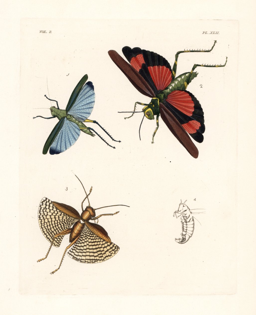 Eupropacris coeruleus szöcske 1, Chromacris miles 2 és Gryllacris tessellata 3. Kézzel színezett litográfia John O. Westwood "Illustrations of Exotic Entomology" című művének új kiadásából, John O. Westwood, Bohn, London. alkotó: Unbekannter Künstler