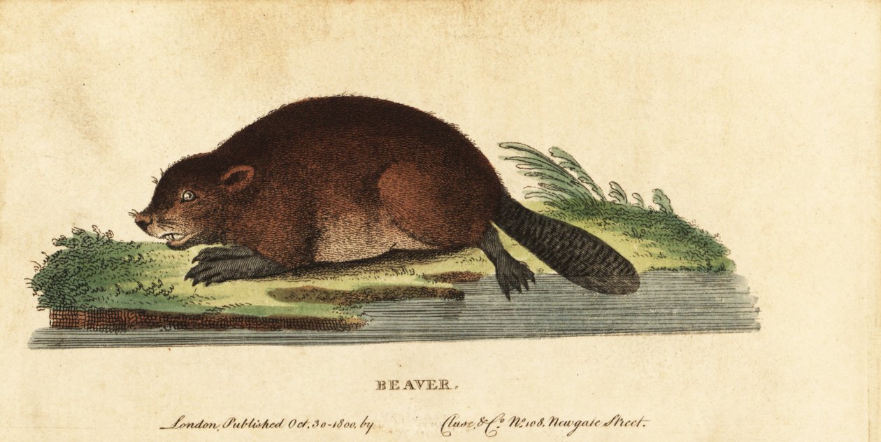 Eurázsiai hód, Castor rost.,1800 (metszet) alkotó: Unbekannter Künstler