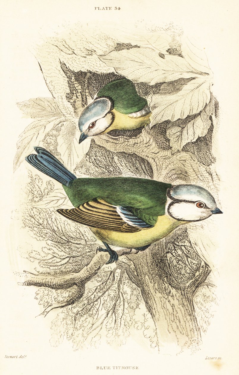 Eurázsiai kék cinege, Cyanistes caeruleus.1889 (metszet) alkotó: Unbekannter Künstler