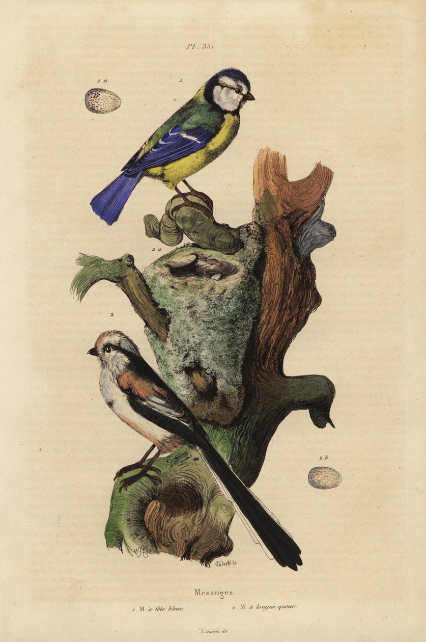 Eurázsiai kékcinege, Cyanoses caeruleus és tojás, és hosszúfarkú cinege, Aegithalos caudatus, fészekkel és tojással alkotó: Unbekannt