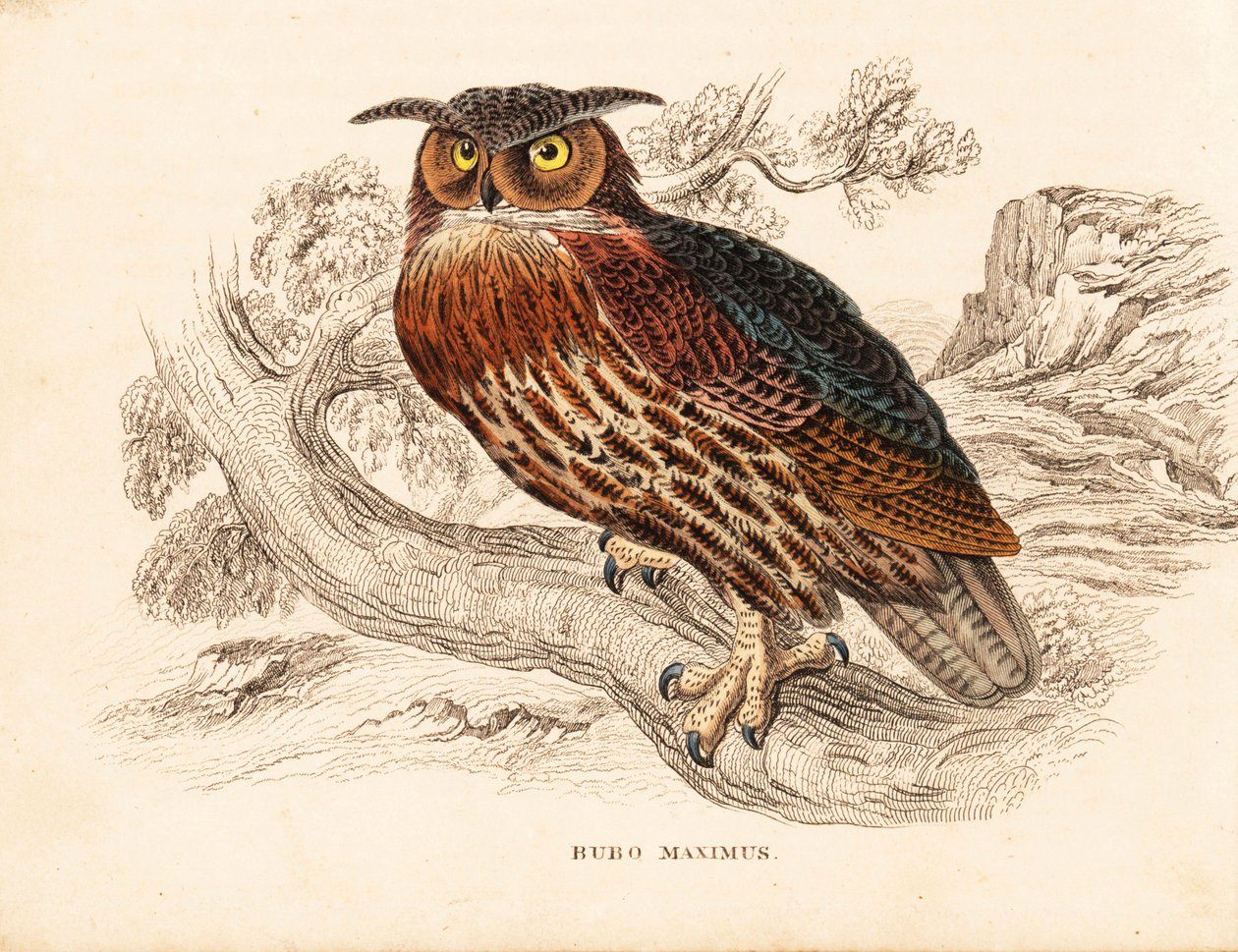 Bubo bubo (fülesbagoly, Bubo maximus). Kézzel színezett acélmetszet Georg Friedrich Treitschke természetrajzi galériájából, Naturhistorischer Bildersaal des Thierreiches, Liepzig. alkotó: Unbekannter Künstler