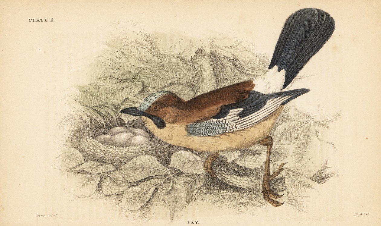 Eurázsiai szajkó, Garrulus glandarius, fészekkel és tojásokkal. 1889 (metszet) alkotó: Unbekannter Künstler