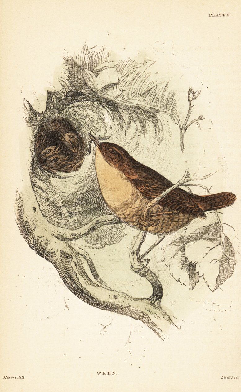 Eurázsiai wren, Troglodytes troglodytes.1889 (metszet) alkotó: Unbekannter Künstler