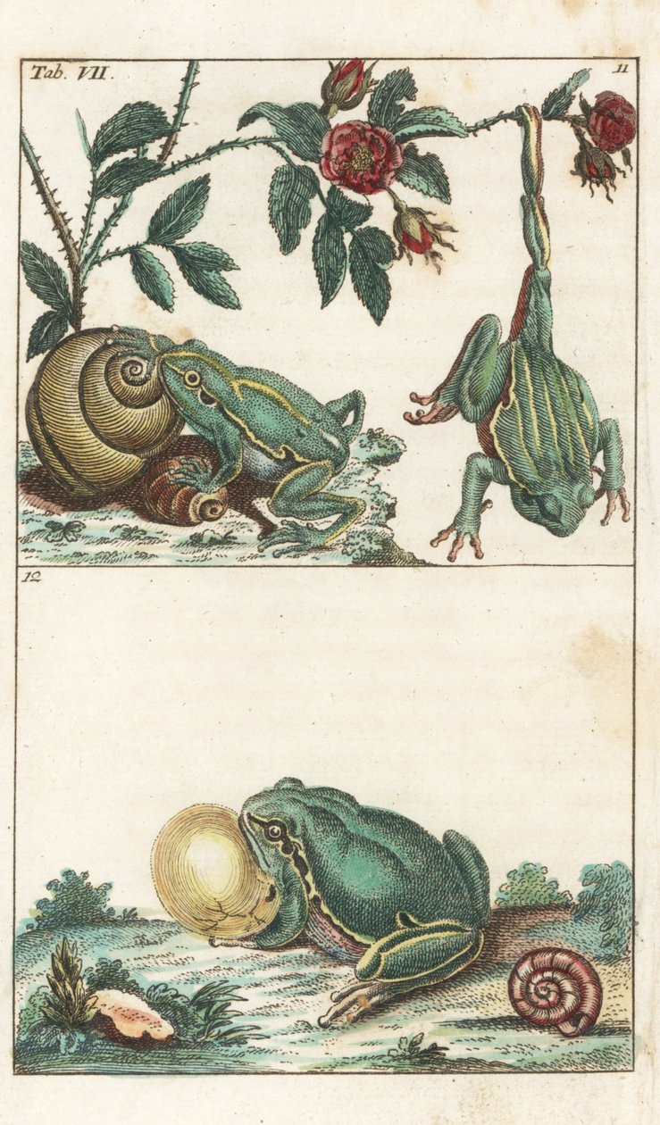 Európai és olasz békák - Erős víz Gottlieb Tobias Wilhelm (1758-1811) tollából, a Természettudományi Enciklopédiából: Kétéltűek alkotó: Unbekannter Künstler