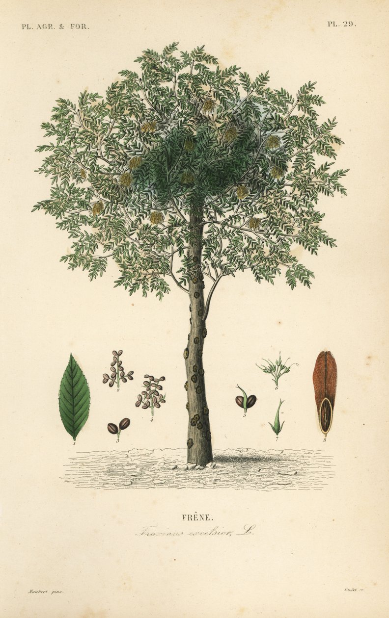 Európai kőris, Fraxinus excelsior, Frene alkotó: Unbekannt