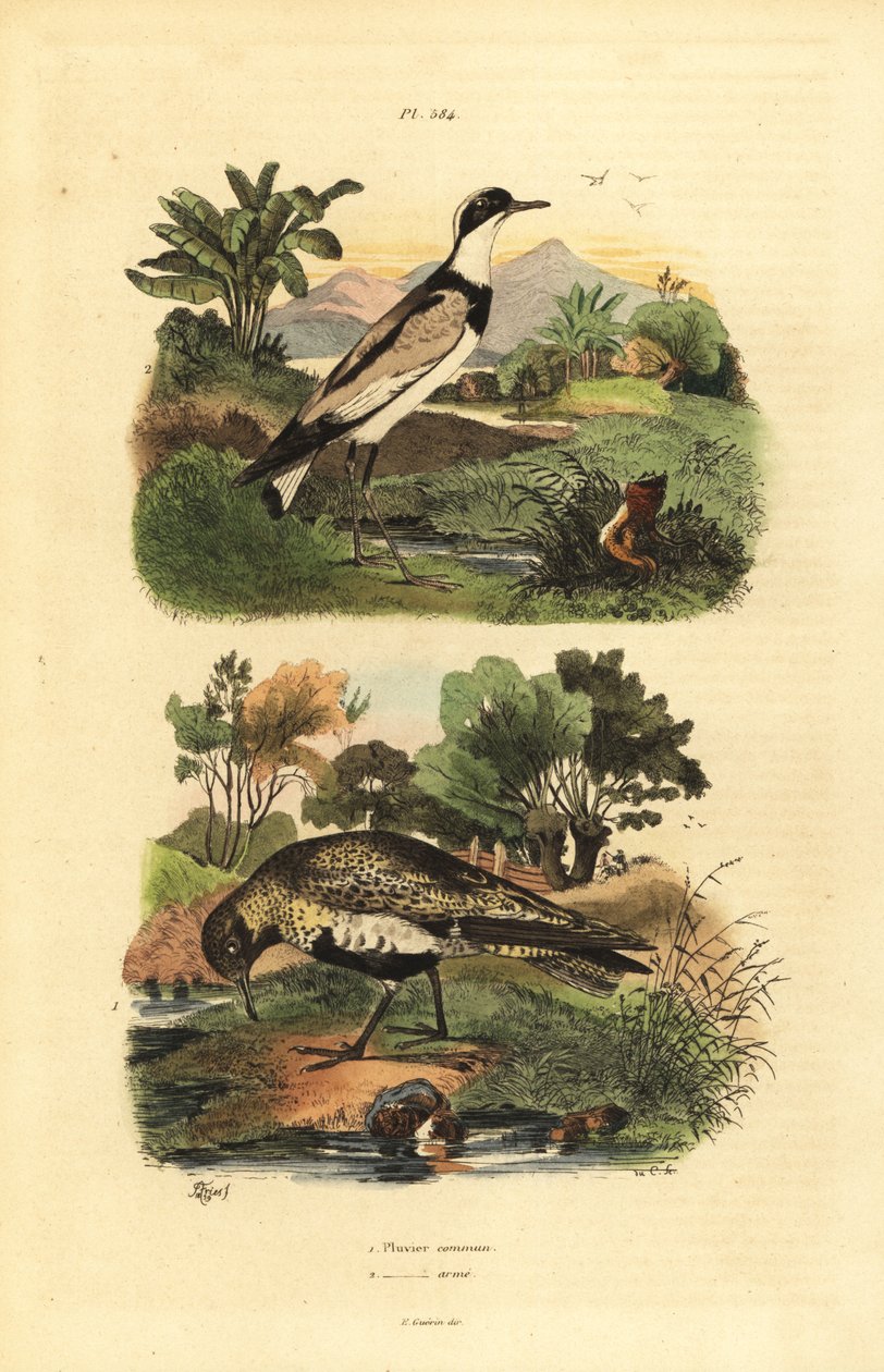 európai aranylile, Pluvialis apricaria és gyűrűs lile, Charadrius hiaticula alkotó: Unbekannt