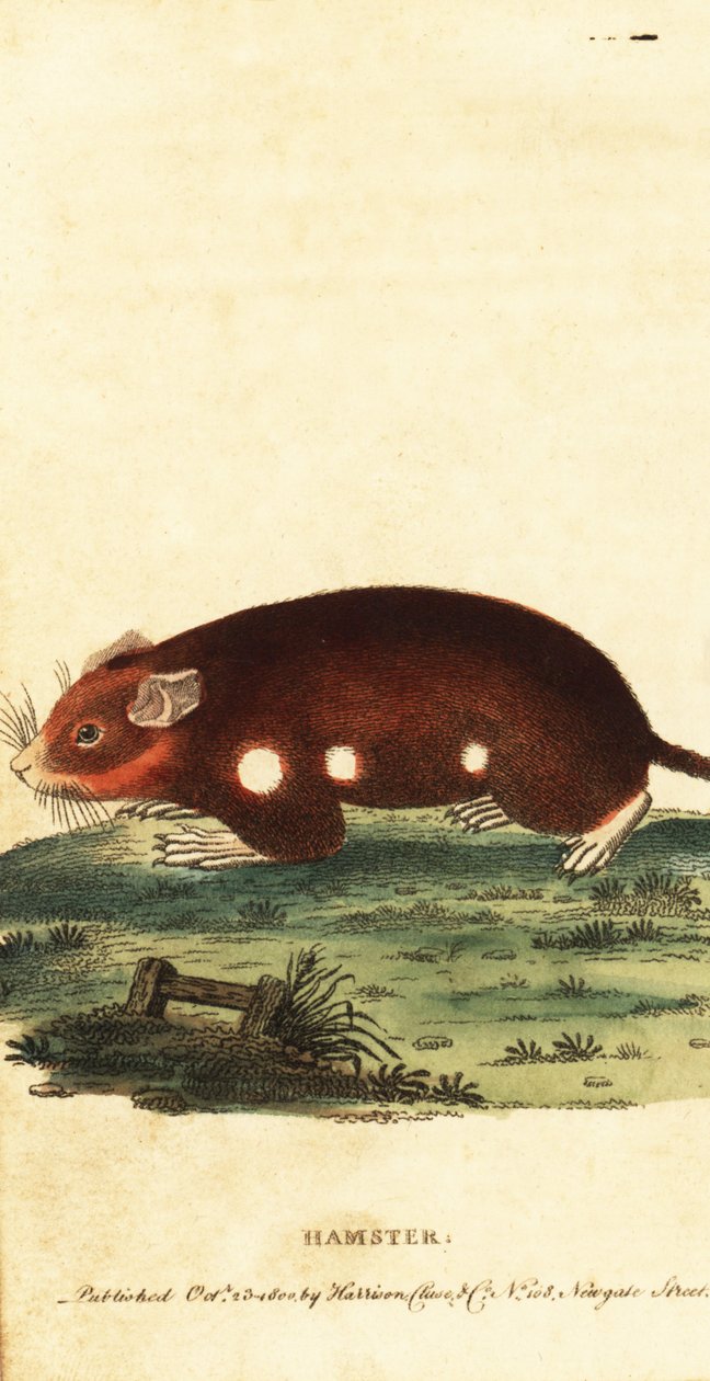 Európai hörcsög, Cricetus cricetus. Kritikusan veszélyeztetett. ,1800 (metszet) alkotó: Unbekannter Künstler