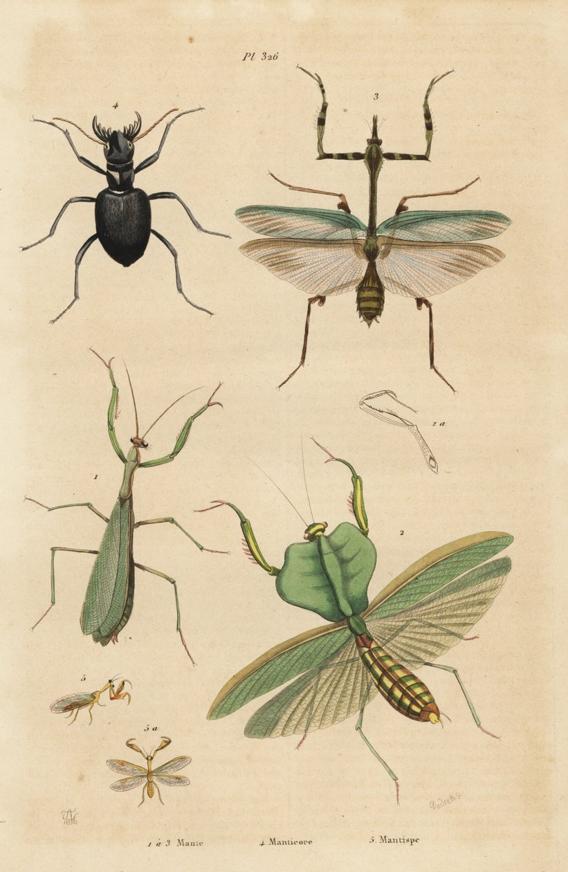 Európai sáska, vallásos sáska 1, leveles sáska, Choeradodis rhomboidea 2, tigrisbogár, Manticora latipennis 3, sáska, sáska sáska alkotó: Unbekannt