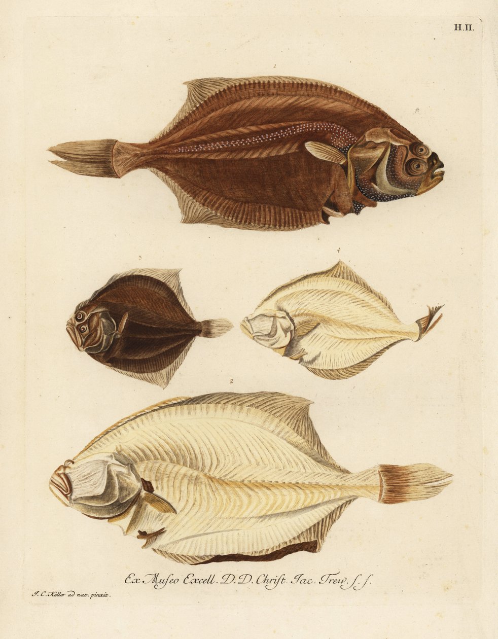 Európai sima lepényhal, Pleuronectes platessa 1,2 és süllő, Scophthalmus rhombus 3,4. Jobb oldali nagy rombuszhal vagy kanyar, bal oldali platessa, bal oldali sima lepényhal vagy rombusz, kis lepényhal a mem oldalról. Kézzel színezett rézmetszet egy i alkotó: Unbekannter Künstler