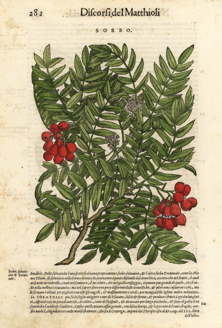 Európai csipkebokor, Sorbus aucuparia. Wolfgang Meyerpick kézi színezésű fametszete Giorgio Liberale illusztrációja után Pietro Andrea Mattioli Discorsi di P.A. Matthioli ne i sei libri della Materia Medicinale di Pedacio Dioscoride Anaza című művéből. alkotó: Unbekannter Künstler