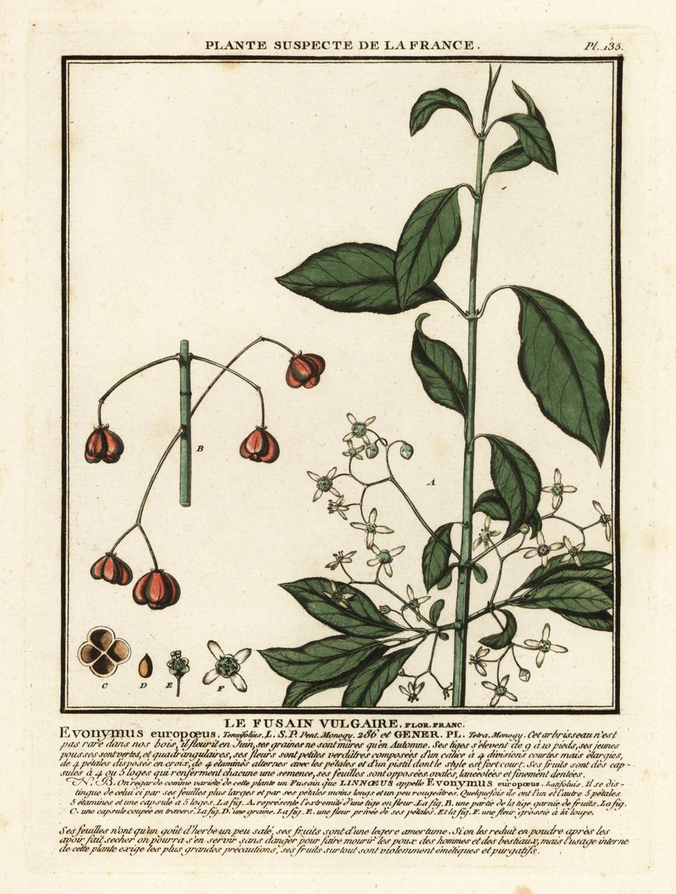 Európai orsó, Euonymus europaeus. alkotó: Unbekannter Künstler