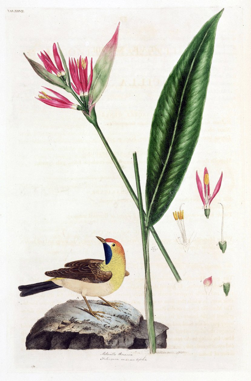 álparadicsommadár virág és béklyó (Bergeronnettes vagy Motacilla thoracica, Heliconia marantifolia vagy Heliconia hirsuta alkotó: Unbekannt