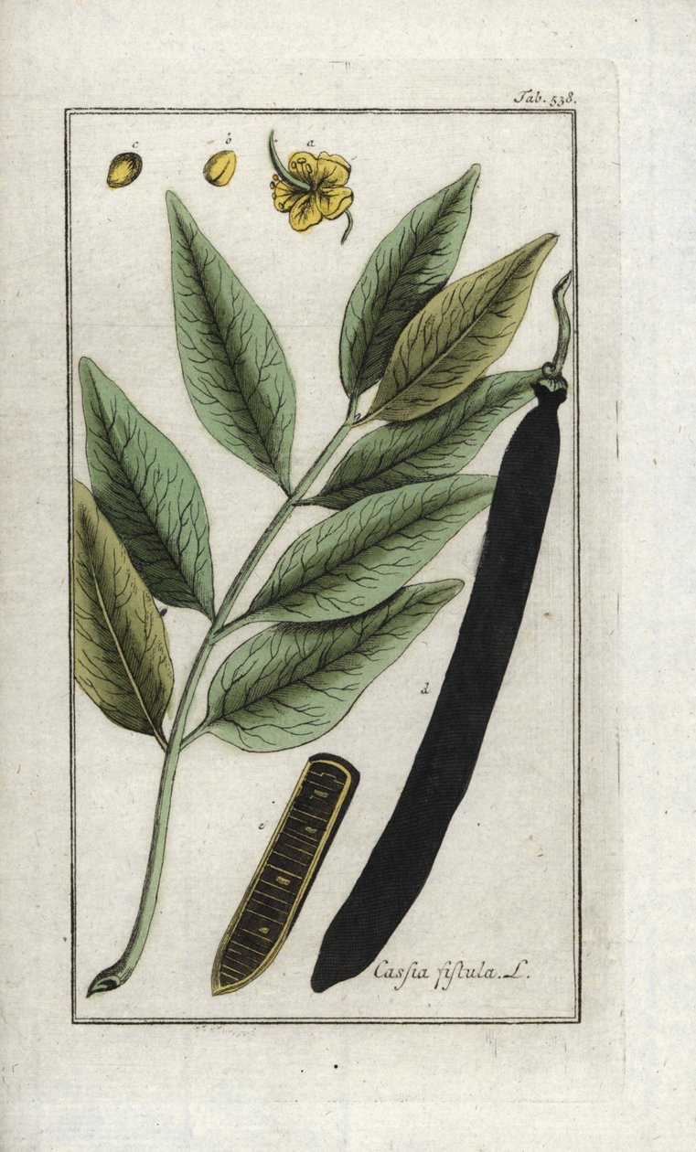 Hamis sene, hamis szentjánoskenyérfa, aranyeső vagy canefier (Cassia fistula). Litográfia Johannes Zorn (1739-1799) "Afbeelding der Artseny-Gewassen" című művéből, Hollandia. alkotó: Unbekannter Künstler