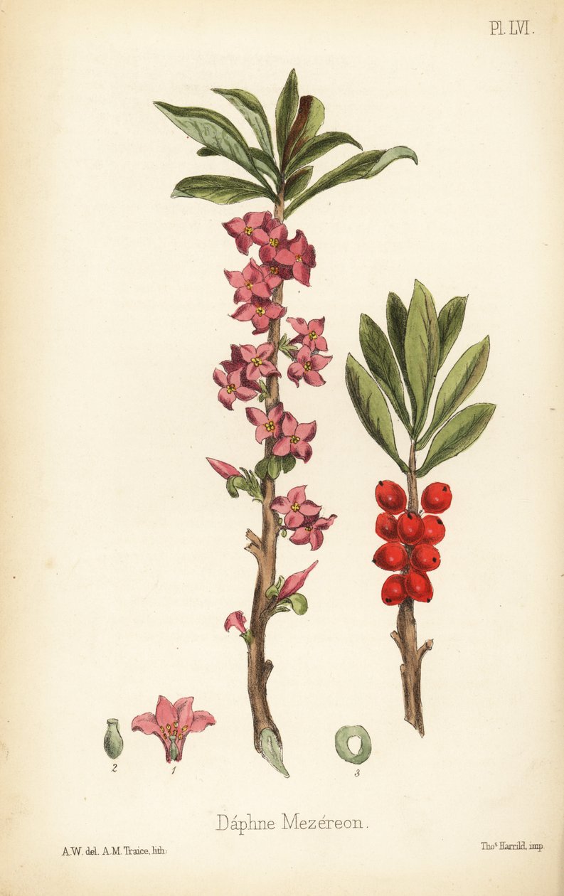 Februári daphne, mezereon vagy sarkantyús babér, Daphne mezereum (Daphne mezereon). Kézi litográfia A.M. Traice által A.W. illusztrációja után Edward Hamilton Flora Homeopathica című művéből, Bailliere, London. alkotó: Unbekannter Künstler