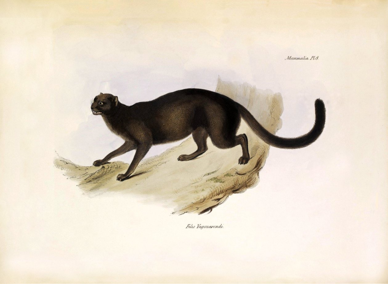 Felis Yagouarondi Jaguarondi vagy eyra vagy vidra macska, amerikai macskaféle, amelyet Charles Darwin írt le a Beagle fedélzetén tett expedíciója során. Tábla a "The zoology of the voyage of the H.M.S. Beagle. described by John Gould, with notice of their  alkotó: Unbekannter Künstler