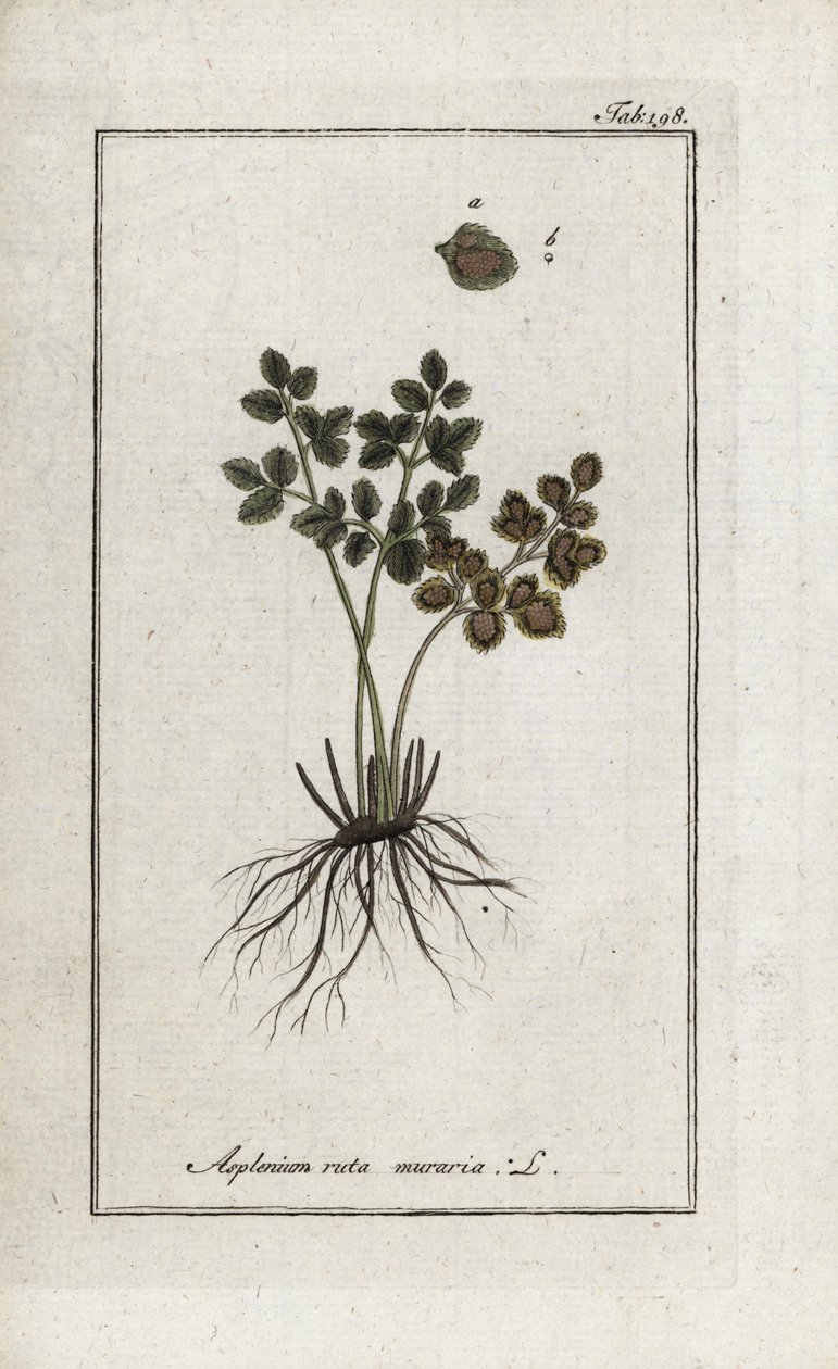 Páfrány doradilla a falak vagy asplenia utca a falak (Asplenium ruta muraria). Litográfia Johannes Zorn (1739-1799) "Afbeelding der Artseny-Gewassen" című művéből, Hollandia. alkotó: Unbekannter Künstler