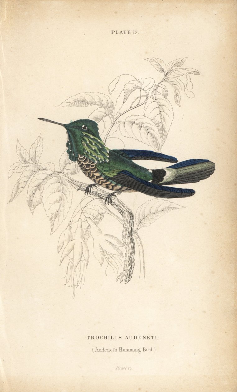Ünnepi kokárda, Lophornis chalybeus (Audenet-kolibri, Trochilus audenetii). William Lizars kézzel színezett acélmetszete Sir William Jardine természettudós könyvtárából: Ornithology: Hummingbirds, Edinburgh, W.H. Lizars alkotó: Unbekannter Künstler