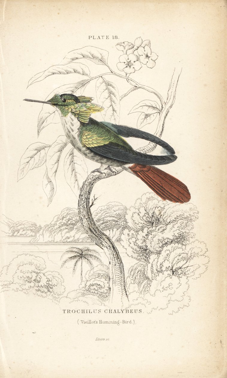 Ünnepi kokárda, Lophornis chalybeus (Vieillot-kolibri, Trochilus chalybeus). William Lizars kézzel színezett acélmetszete Sir William Jardine természettudós könyvtárából: Ornithology: Hummingbirds, Edinburgh, W.H. Lizars alkotó: Unbekannter Künstler