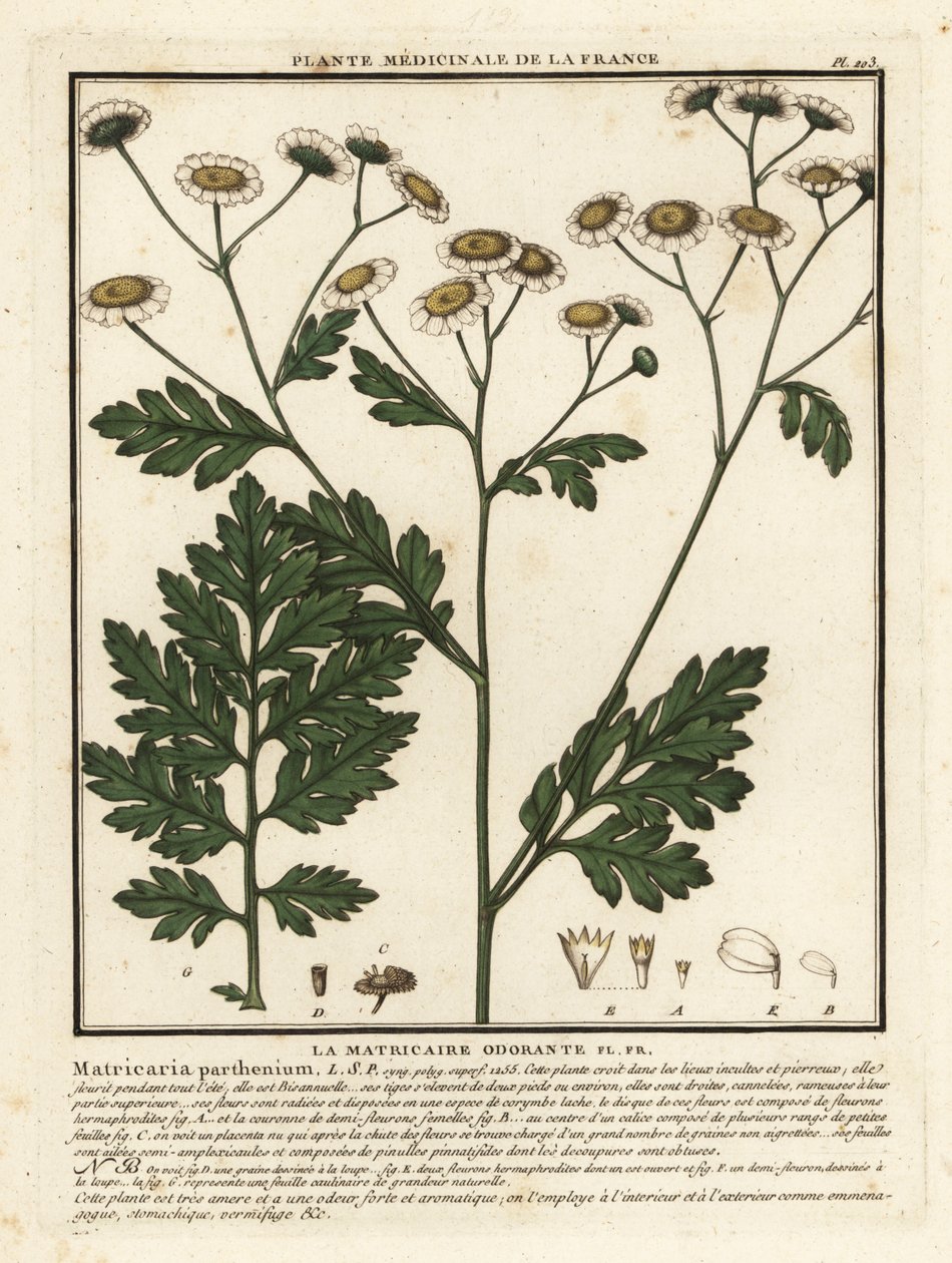 Lázasfű, Tanacetum parthenium. alkotó: Unbekannter Künstler