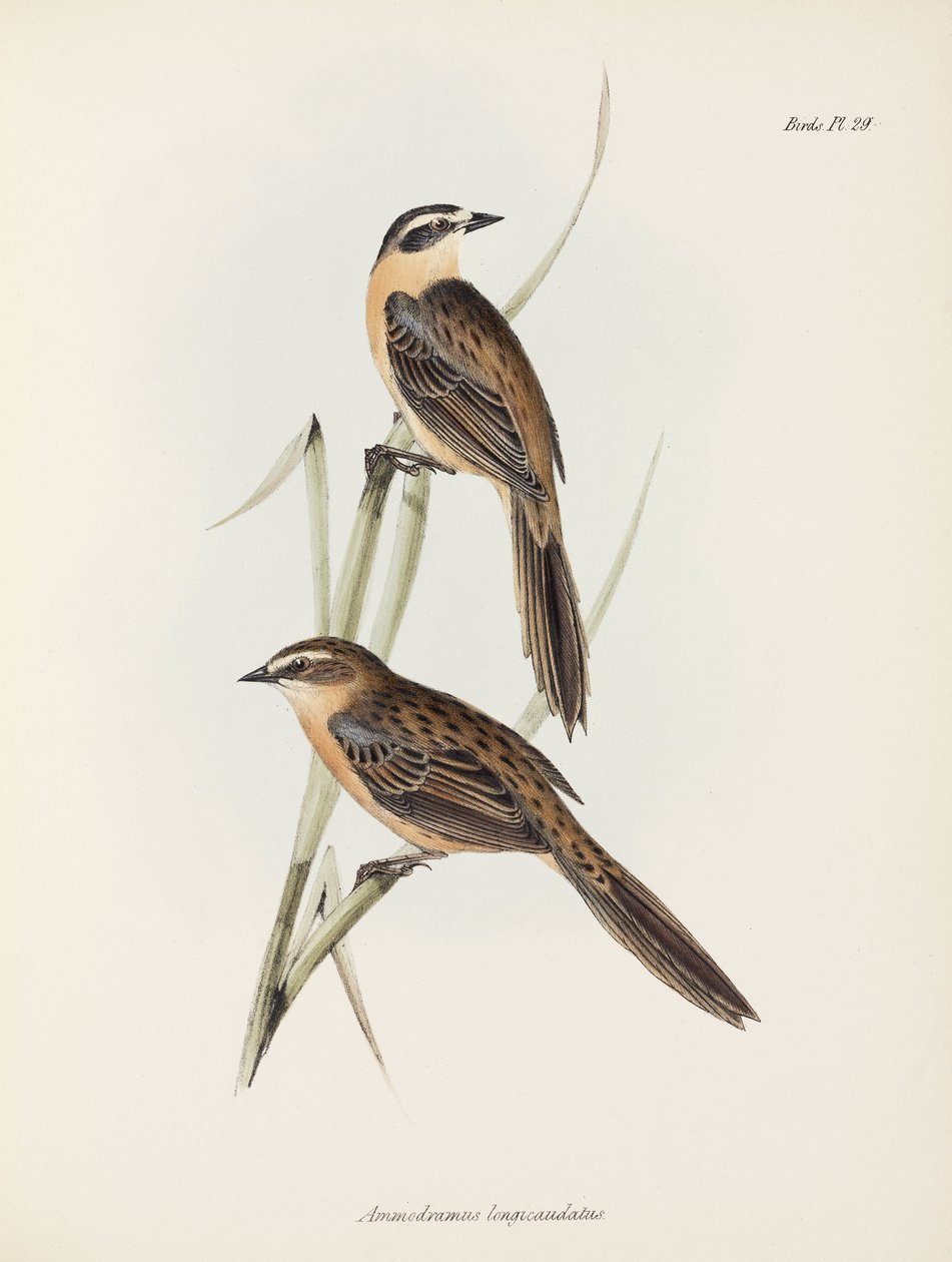 Finches, c 1832-1836 alkotó: Unbekannter Künstler